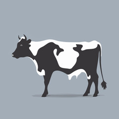 black and white cow