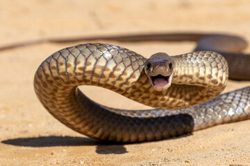 Australian highly venomous Eastern Brown Snake