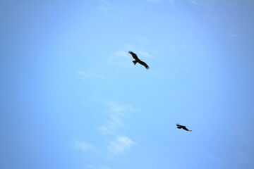 羽ばたく2羽の鳥