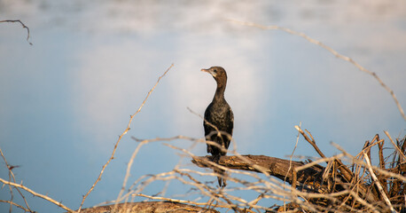 A solitary Little Cormorant perches on a dry branch above the water at Talaimannar, Sri Lanka