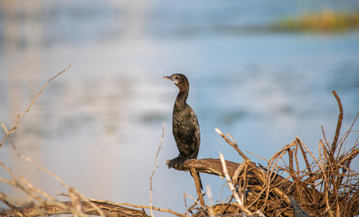 A solitary Little Cormorant perches on a dry branch above the water at Talaimannar, Sri Lanka