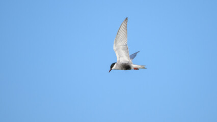 Whiskered Tern with a black cap glides through the clear blue sky.
