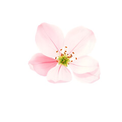 Cherry Blossom &ndash; Minimalist Watercolor