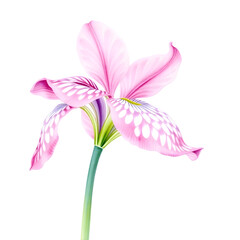 Fritillaria &ndash; Checkered Watercolor Flower