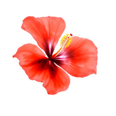 Red Hibiscus &ndash; Tropical Watercolor Flower