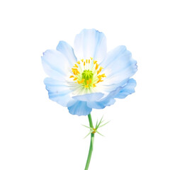 Blue Nigella &ndash; Delicate Watercolor Bloom