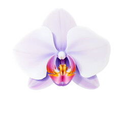 Purple Orchid &ndash; Elegant Watercolor
