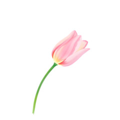 Pink Tulip &ndash; Elegant Watercolor Flower
