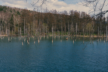 Shirogane Blue Pond in Biei, Hokkaido, Japan. Famous natural tourist attraction with turquoise water, standing trees, and reflection. Scenic travel and nature destination.
