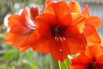 Close up blooming Amaryllis flowers in garden.