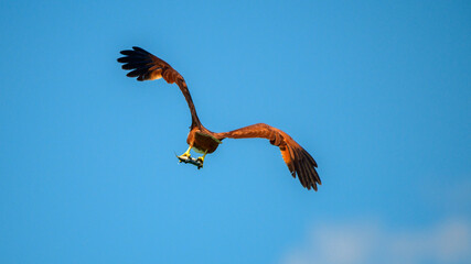 An eagle clutching a freshly caught fish in its powerful talons, flying away against clear blue skies.