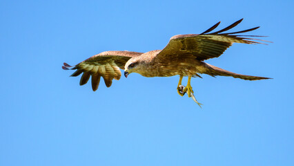 A raptor soars through the bright blue skies, clutching its prey in its talons with fierce precision