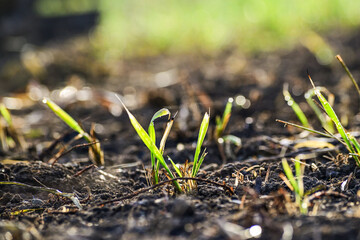Small grass, growth, young plants, planting, care, nature, Close up view, Selective focus, bokeh.