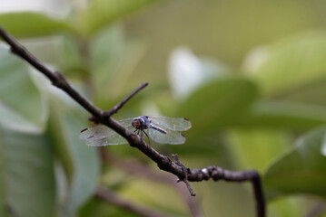 dragonfly (Orthetrum albistylum speciosum) on the branch