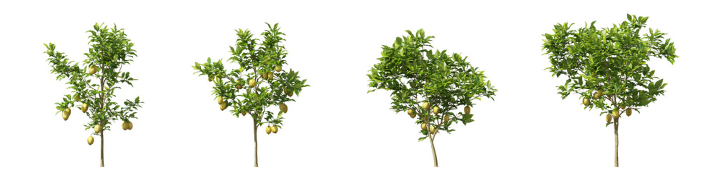 Cut out lemon plants collection on transparent backgrounds. High quality 3d rendering. png format	