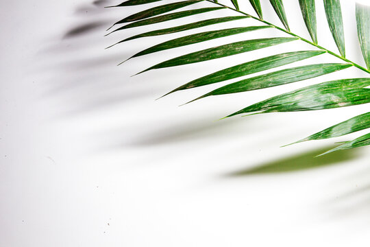 palm leaf background - Powered by Adobe