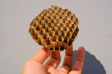 Macro Photography fingertip holding wasp nest wax. Close Up shot of wasp nest with symmetrical...