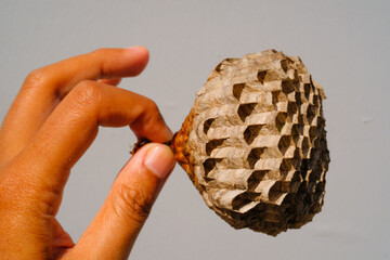 Macro Photography fingertip holding wasp nest wax. Close Up shot of wasp nest with symmetrical...
