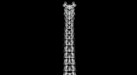 Obraz premium Detailed illustration of the human spine.