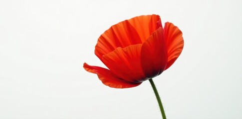 Single, striking red poppy against pure white , flora, red, white