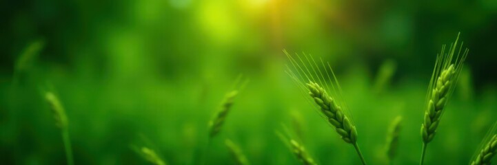 Fototapeta premium Soft focus green wheat hangs, dark space, vertical banner , agriculture, rural