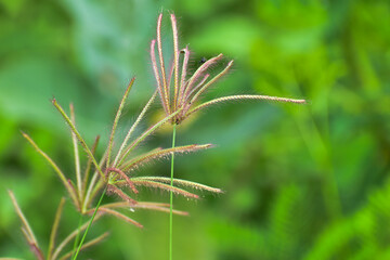 close up of a grass