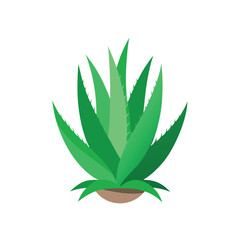 Aloe vera plant vector art illustration 