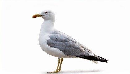 Isolated Yellowlegged Gull Bird, White Background, Wildlife Photography