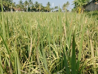 Bright Morning in the Rice Harvest Season