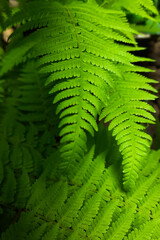 green fern leaf