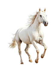 Obraz premium Majestic White Horse Galloping with Flowing Mane and Graceful Movement