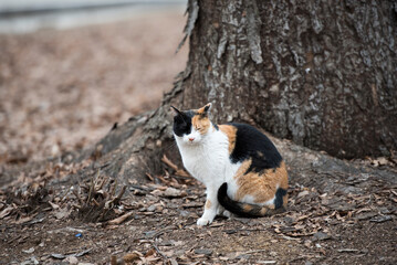 노려보는 고양이