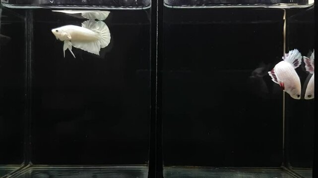 Betta fish male Gold and White Lavender Halfmoon short tail from Thailand, Siamese fighting fish on an isolated black background.