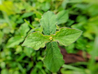 green leaf on a green background