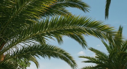 Lush palm fronds against a tranquil blue sky evoke tropical paradise vibes