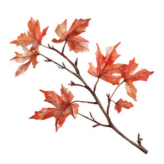 Rust Colored Maple Branch, watercolor drawing vector, high quality, isolated on a white background.