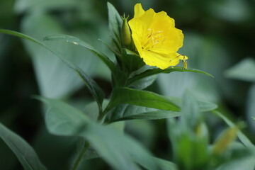 황금낮달맞이꽃