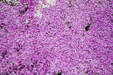 芝桜