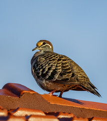 Male Common bronzewing pigeon (Phaps chalcoptera).