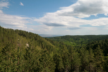 Spring green forest, Volga region, Russia.