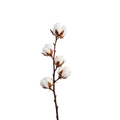 Delicate cotton flower buds on a slender stem, perfectly isolated with a clean, transparent background..