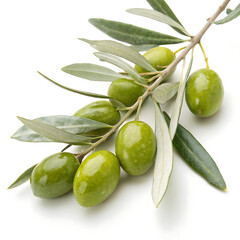Freshly picked green olives and leaves isolated on white background illustrating organic produce