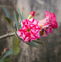 Adenium flowers showing intricate pink and white patterns. A delicate pink Adenium flower with...