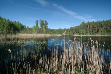A lake surrounded by a spring forest, Russia.