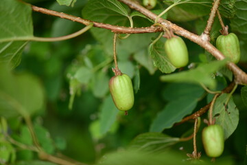 This image features Korean wild hardy kiwi (Actinidia arguta), known as chui-darae, with green...