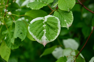 This image features Korean wild hardy kiwi (Actinidia arguta), known as chui-darae, with green foliage and small edible fruits. Commonly found in mountain forests.

