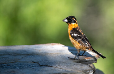 Black headed grosbeak male perched on a rock in beautiful morning light in Big Morongo