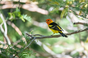 Western tanager looking very colorful on a tree branch near the desert