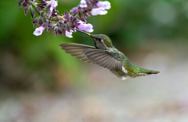 Hummingbird frozen in action as it drinks from salvia flower up close