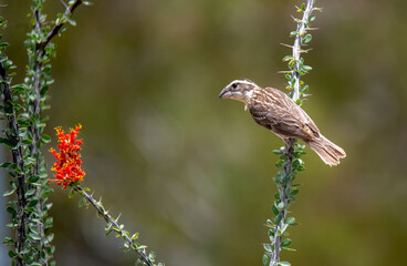 Black headed grosbeak female perched on an isolated ocotillo plant with orange flowers giving a gorgeous desert scene